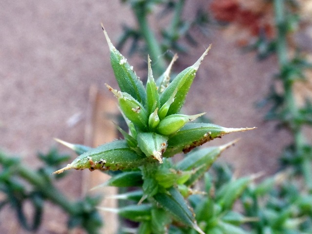 Salsola kali