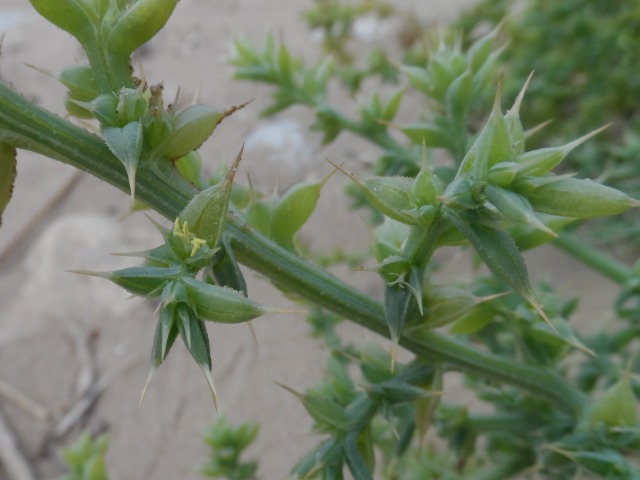 Salsola kali