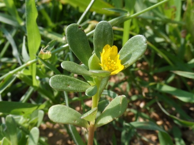 Portulaca oleracea