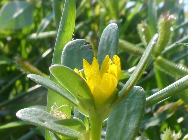 Portulaca oleracea