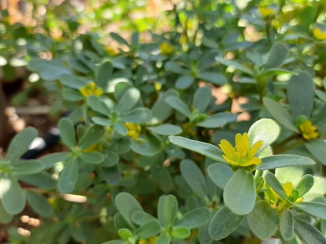 Portulaca oleracea