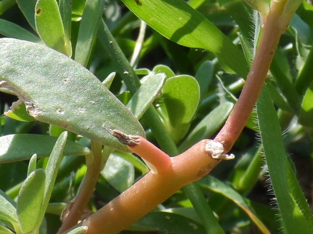 Portulaca oleracea