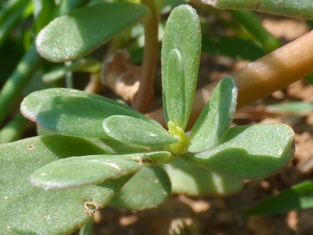 Portulaca oleracea