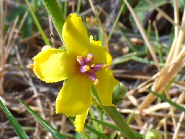 Verbascum sinuatum