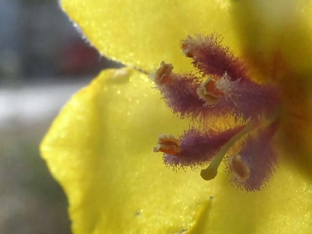 Verbascum sinuatum