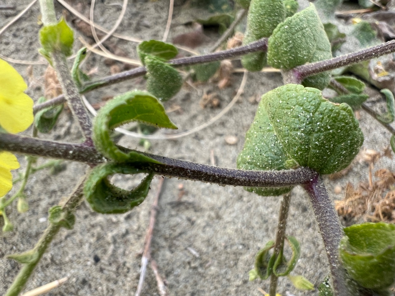 Verbascum sinuatum