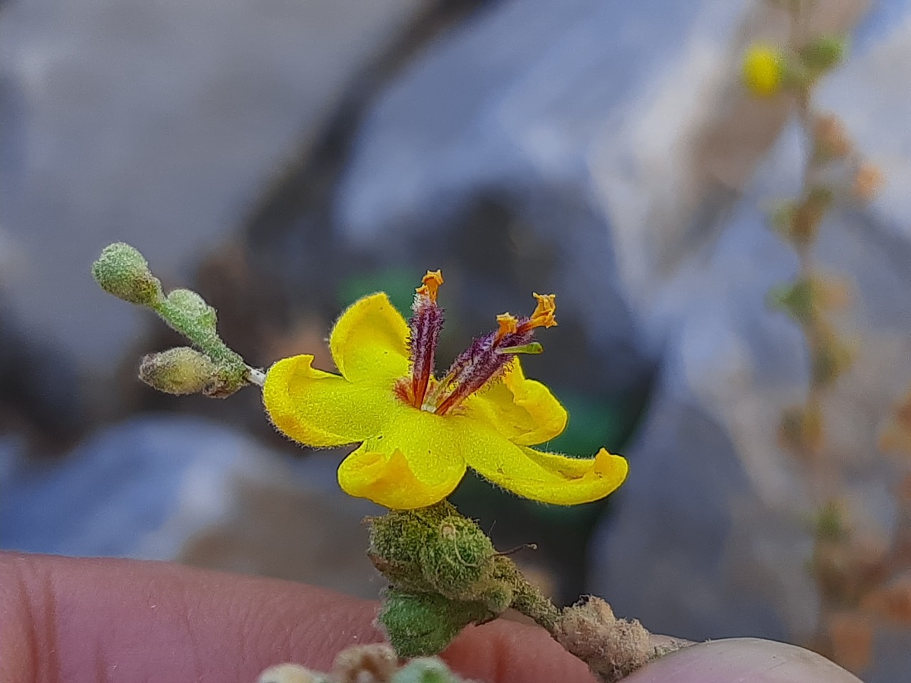 Verbascum sinuatum