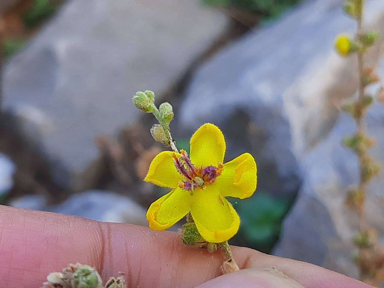 Verbascum sinuatum