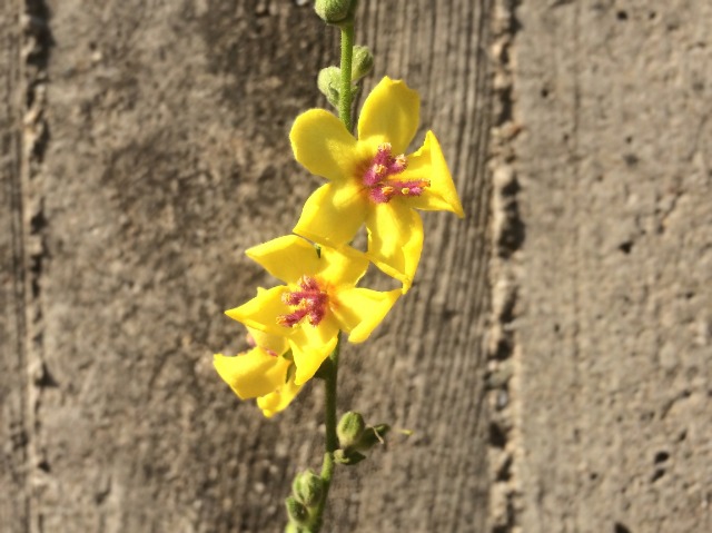 Verbascum sinuatum