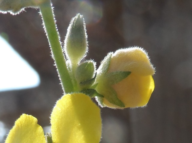 Verbascum sinuatum