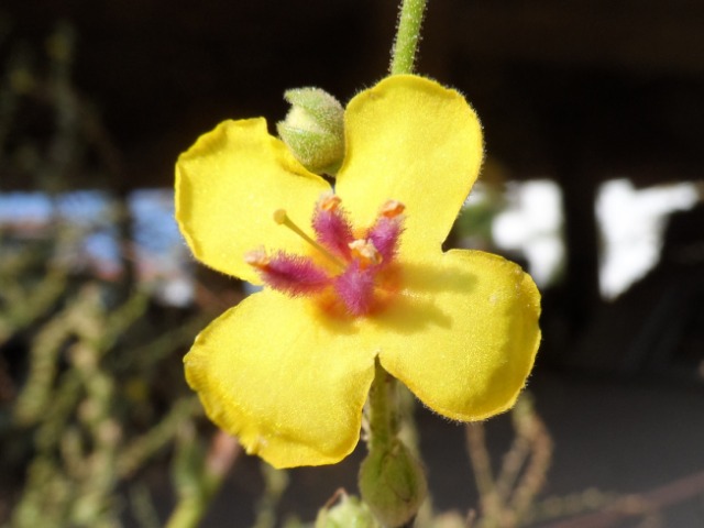 Verbascum sinuatum