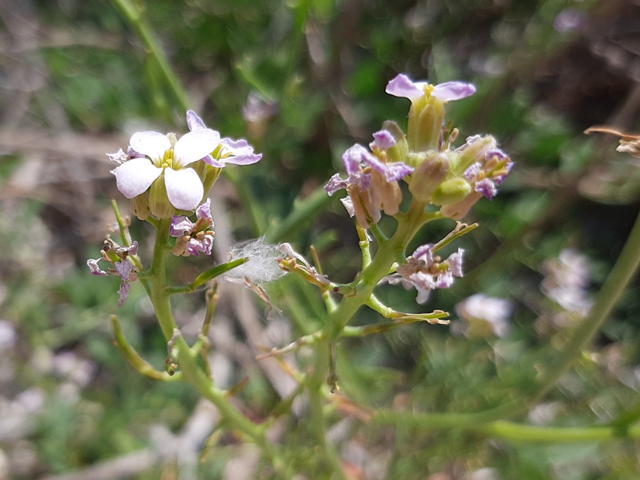 Cakile maritima