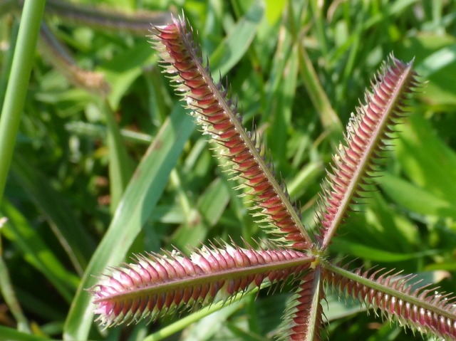 Dactyloctenium aegyptium