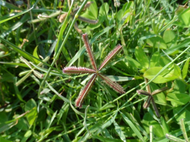 Dactyloctenium aegyptium