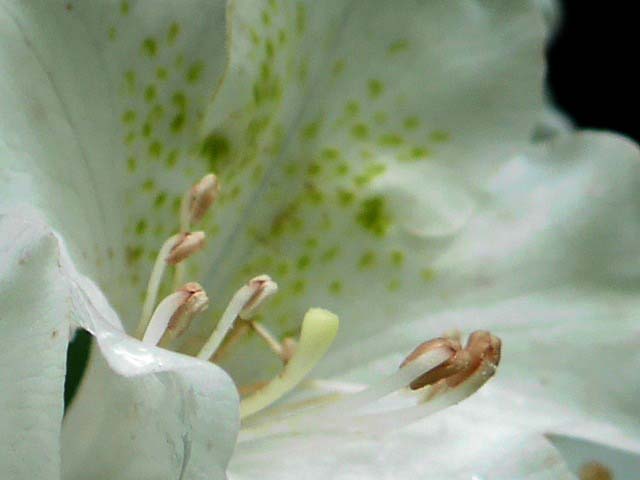 Rhododendron ungernii