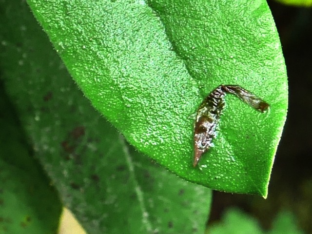 Rhododendron ungernii