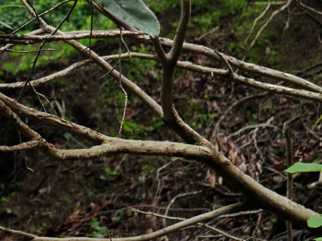 Rhododendron ungernii