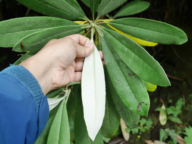 Rhododendron ungernii