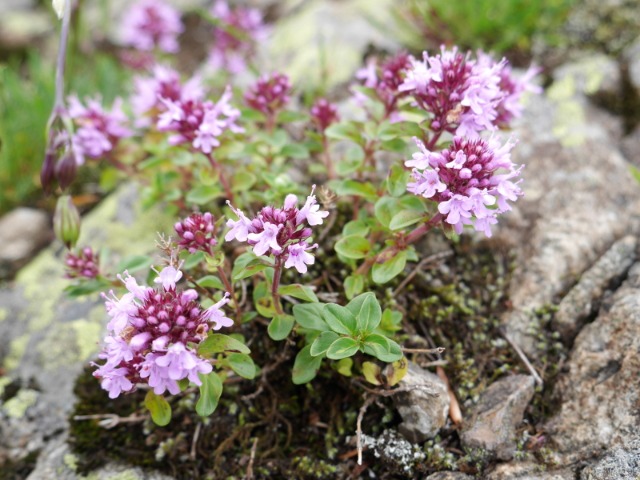 Thymus praecox