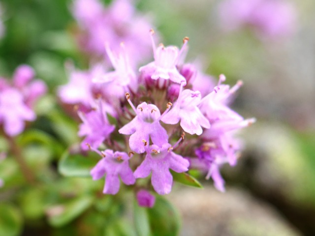 Thymus praecox