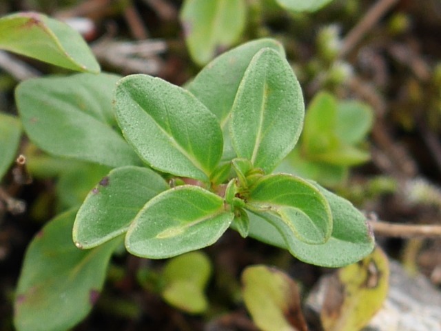 Thymus praecox