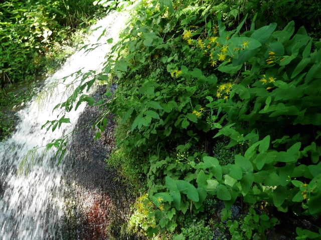 Hypericum bupleuroides