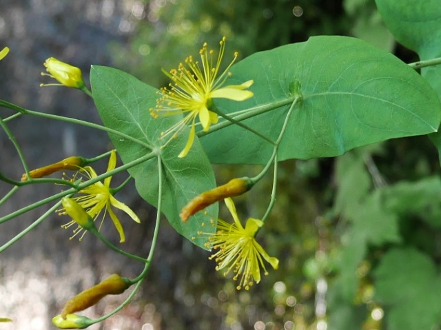 Hypericum bupleuroides