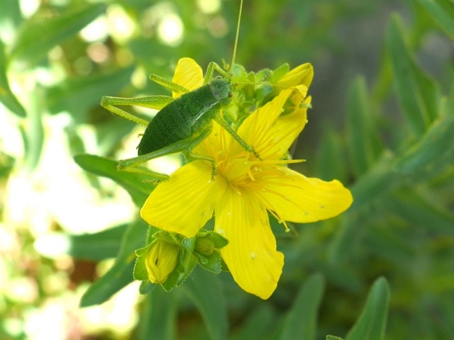 Hypericum orientale