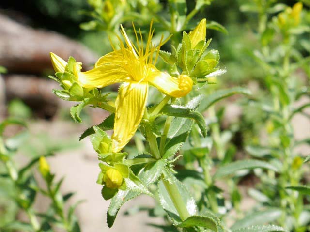 Hypericum orientale