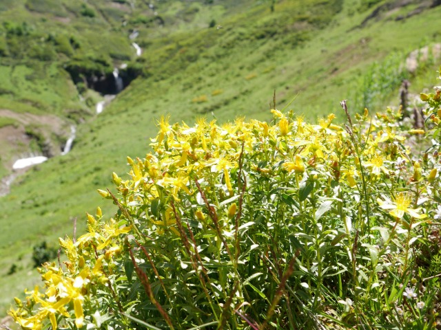 Hypericum orientale