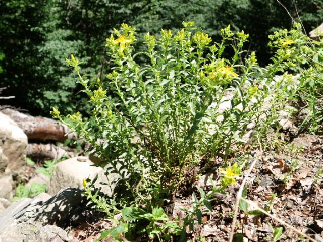 Hypericum orientale