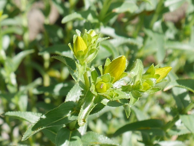 Hypericum orientale