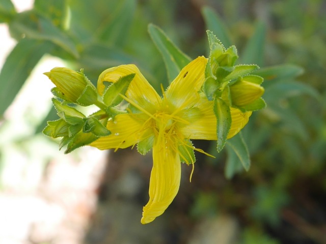 Hypericum orientale