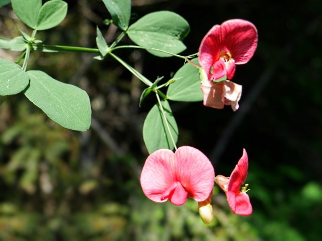 Lathyrus rotundifolius