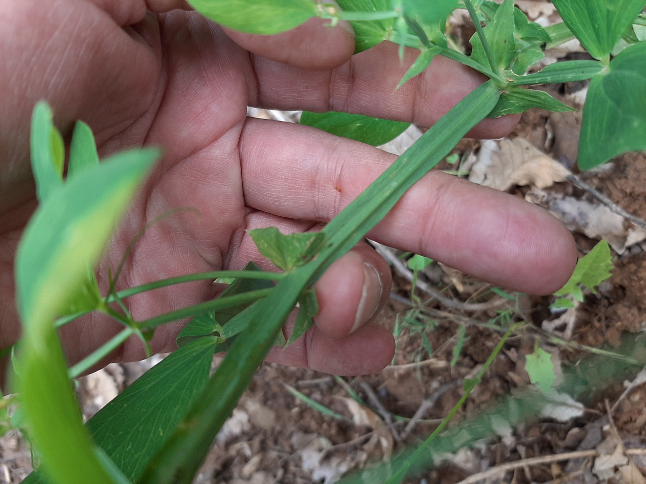 Lathyrus rotundifolius