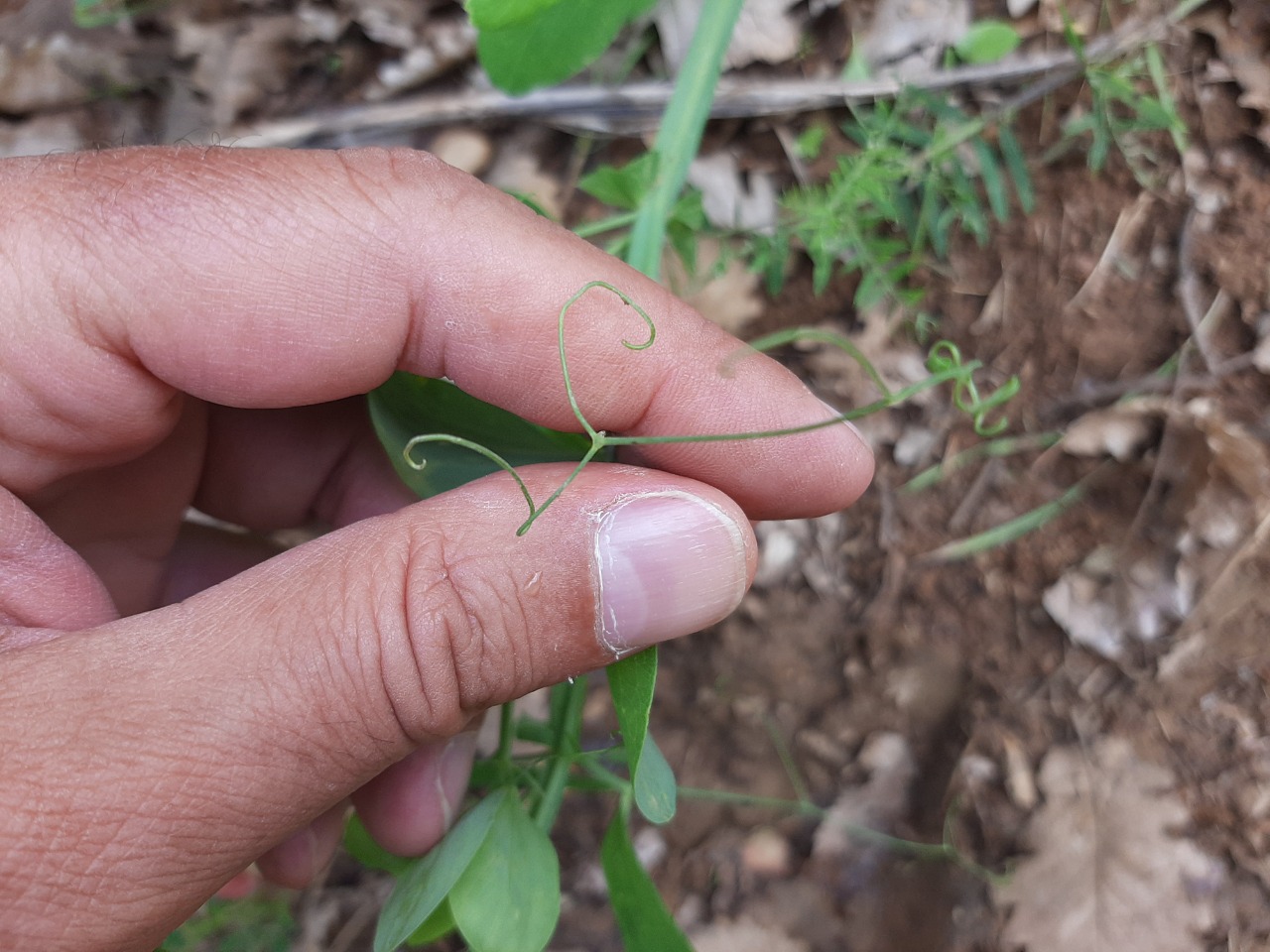 Lathyrus rotundifolius