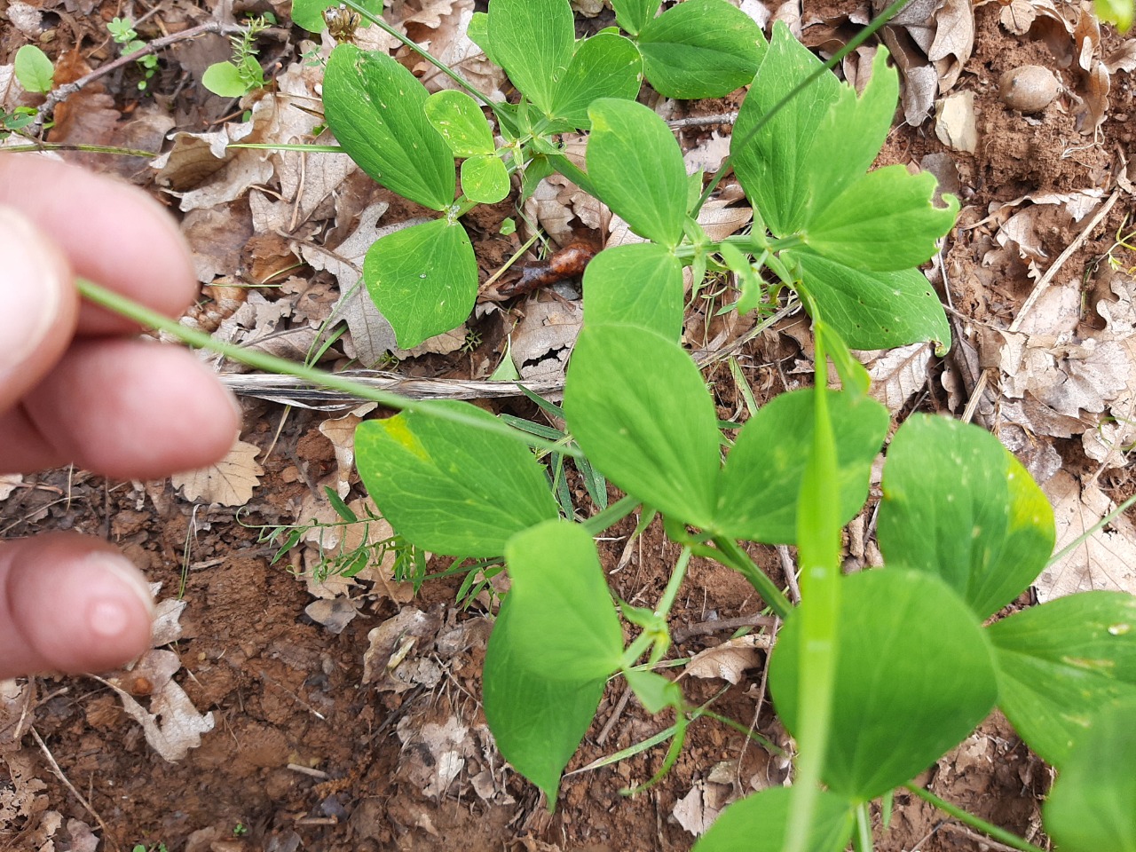 Lathyrus rotundifolius