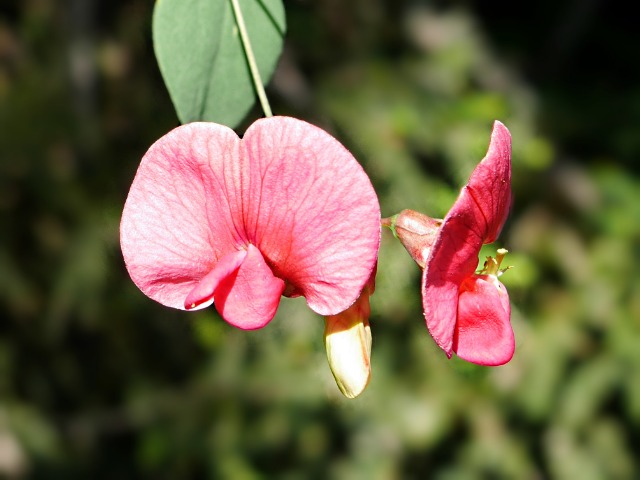 Lathyrus rotundifolius