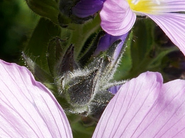 Linum hypericifolium