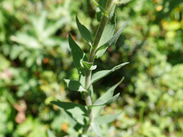 Linum hypericifolium