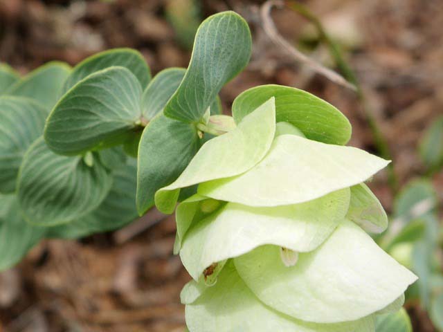 Origanum rotundifolium