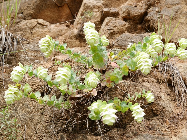 Origanum rotundifolium