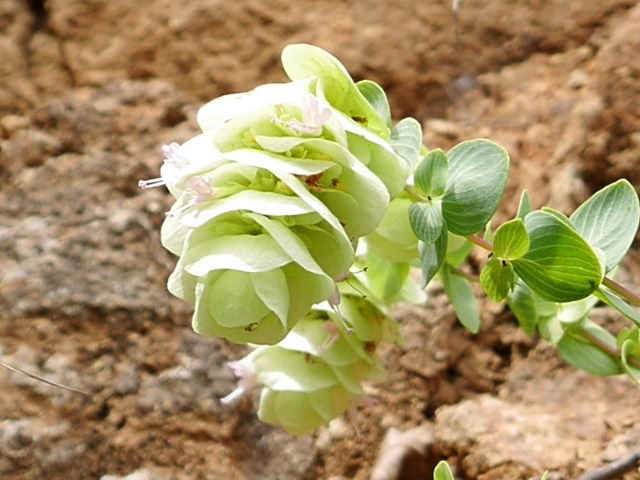 Origanum rotundifolium