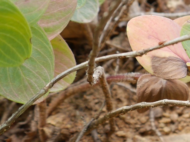 Origanum rotundifolium