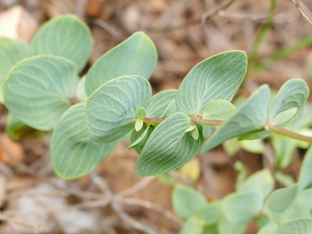 Origanum rotundifolium