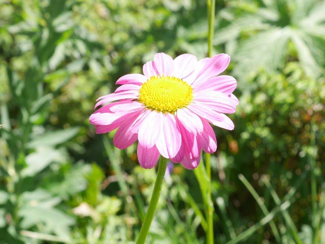 Tanacetum coccineum