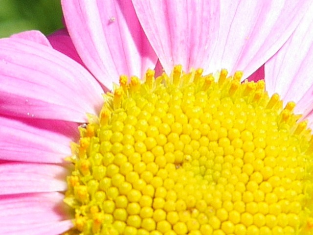 Tanacetum coccineum