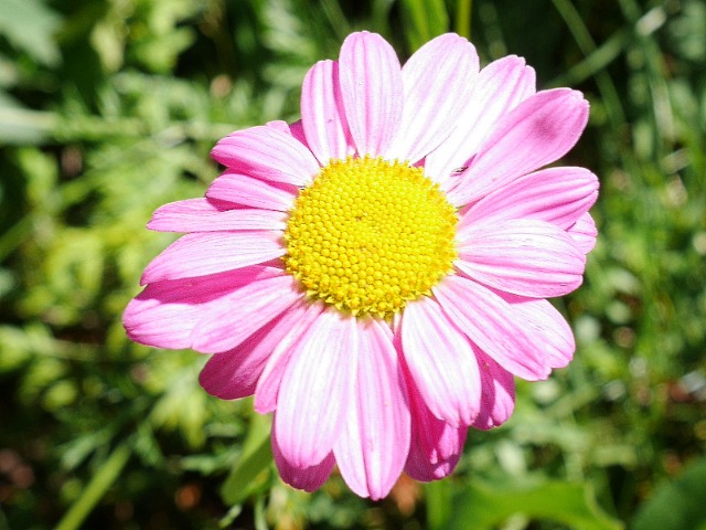 Tanacetum coccineum