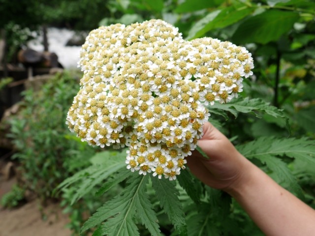 Tanacetum macrophyllum