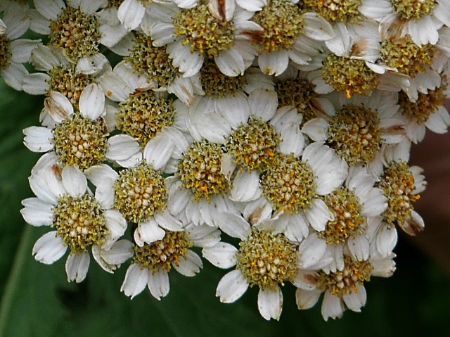 Tanacetum macrophyllum